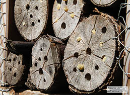 insektenhotel_focus-stacking